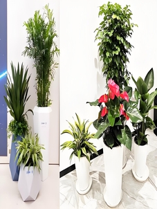 海曙盆景出租价格全解析，别花冤枉钱