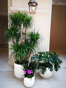 选花木出租，就找宁波镇海这家靠谱公司！