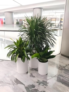 杭州湾花木租赁设计