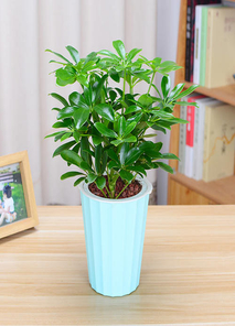 宁波鄞州盆景租赁专业，打造独特空间绿色风情