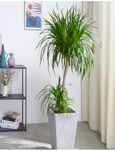 杭州湾绿植租摆方案