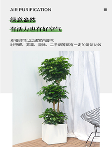 别错过！鄞州植物出租为您打造专属绿色天地