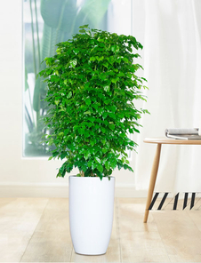 急需绿植出租？宁波余姚为您排忧解难啦