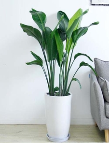 宁波北仑绿化养护秘籍大公开，让绿植焕发生机！