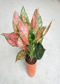 慈溪花卉租赁，轻松营造浪漫多彩的办公环境