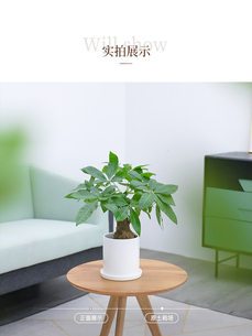 快戳！了解宁波余姚花木出租价格的秘密！