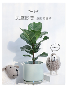 快来了解宁波余姚花木出租公司的绿植租赁秘籍