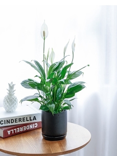 宁波花卉租摆公司，为您打造别具一格的花卉景观！