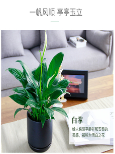 海曙绿植出租价格