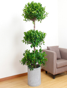 宁波北仑花木租摆设计，为你定制专属绿色风情