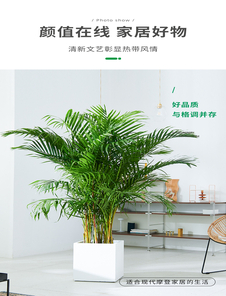 宁波慈溪绿植出租专业