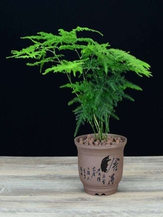 找宁波鄞州专业植物租赁，装点你的空间