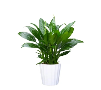 鄞州花卉出租方案新鲜出炉，打造独特空间氛围！