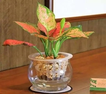 北仑盆景租摆服务好