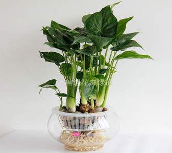 镇海花木租赁价格亡