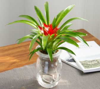 探寻宁波鄞州植物出租价格，真相在这里！