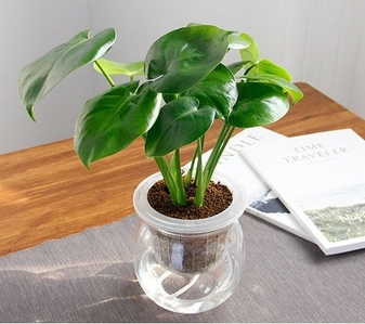 找宁波盆景租赁好地方，哪家是你的不二之选？