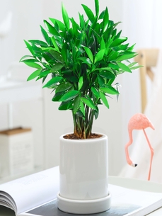 杭州湾花卉租摆专业，开启绿植装饰新境界