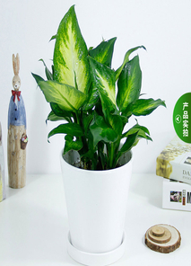 鄞州绿化养护方案大揭秘，这些要点你知道吗？