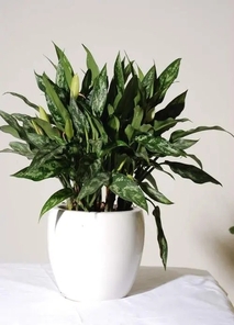 绿植租赁新宠！宁波杭州湾盆景出租公司超靠谱